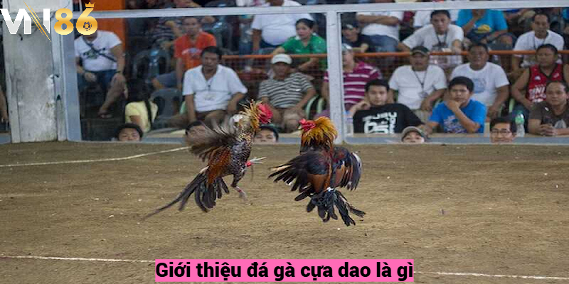 Giới thiệu đá gà cựa dao là gì?