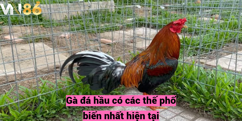 Gà đá hầu có các thế phổ biến nhất hiện tại