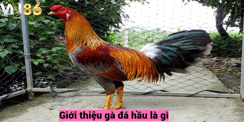 Giới thiệu gà đá hầu là gì?