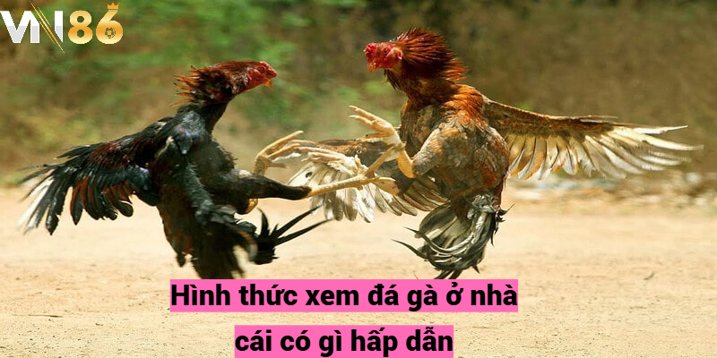 Hình thức xem đá gà ở nhà cái có gì hấp dẫn?