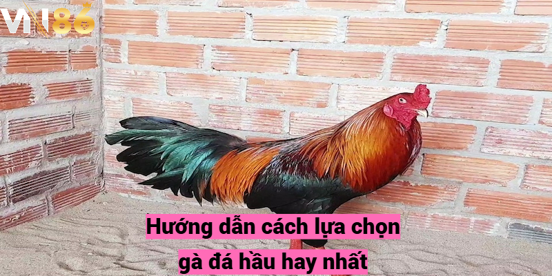 Hướng dẫn cách lựa chọn gà đá hầu hay nhất