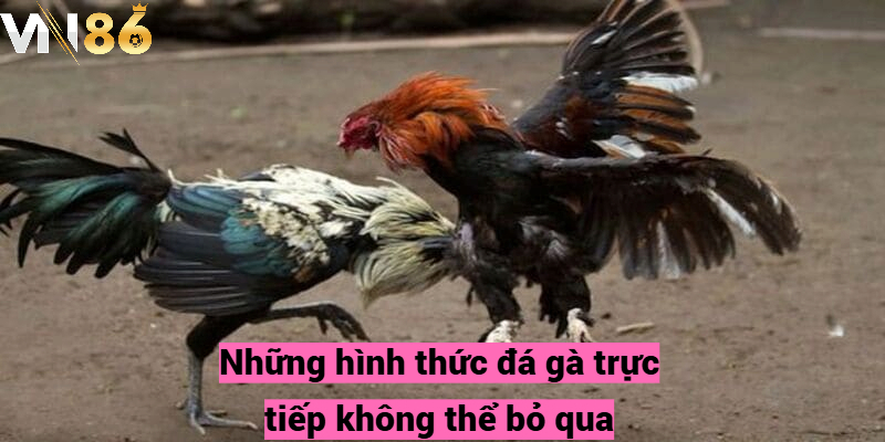 Những hình thức đá gà trực tiếp không thể bỏ qua