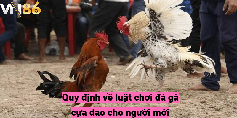 Quy định về luật chơi đá gà cựa dao cho người mới