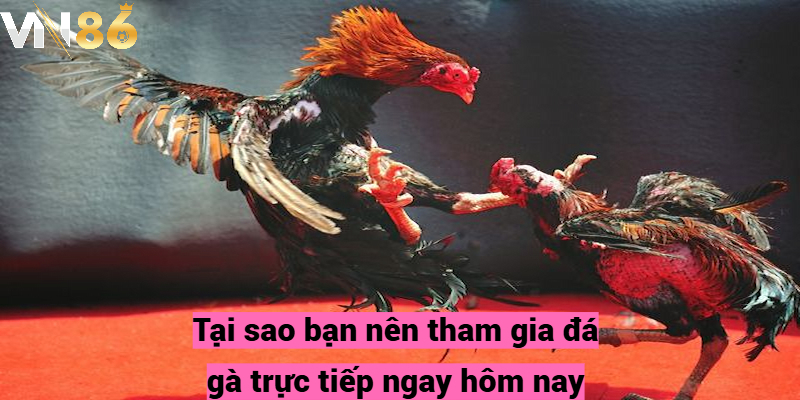 Tại sao bạn nên tham gia đá gà trực tiếp ngay hôm nay?