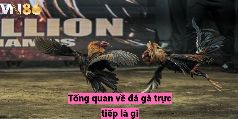 Tổng quan về đá gà trực tiếp là gì?