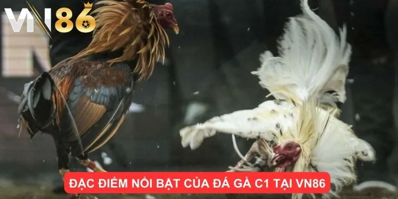 Đặc điểm nổi bật của đá gà C1 tại VN86