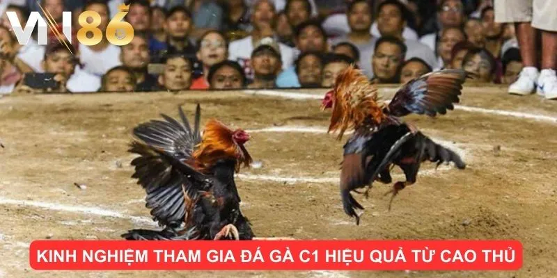 Kinh nghiệm tham gia đá gà C1 hiệu quả từ cao thủ