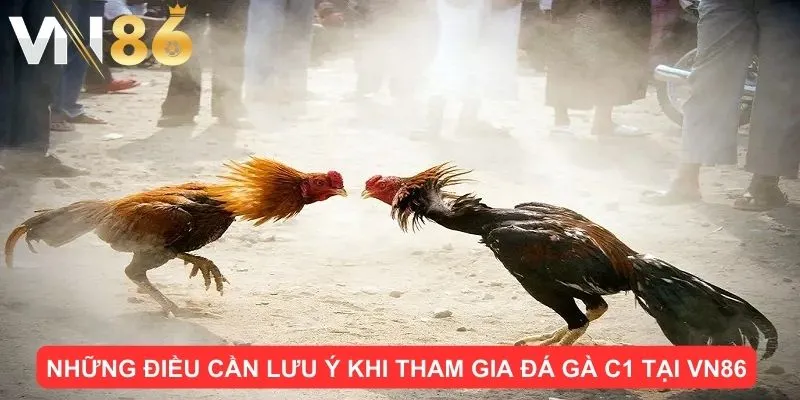 Những điều cần lưu ý khi tham gia đá gà C1 tại VN86